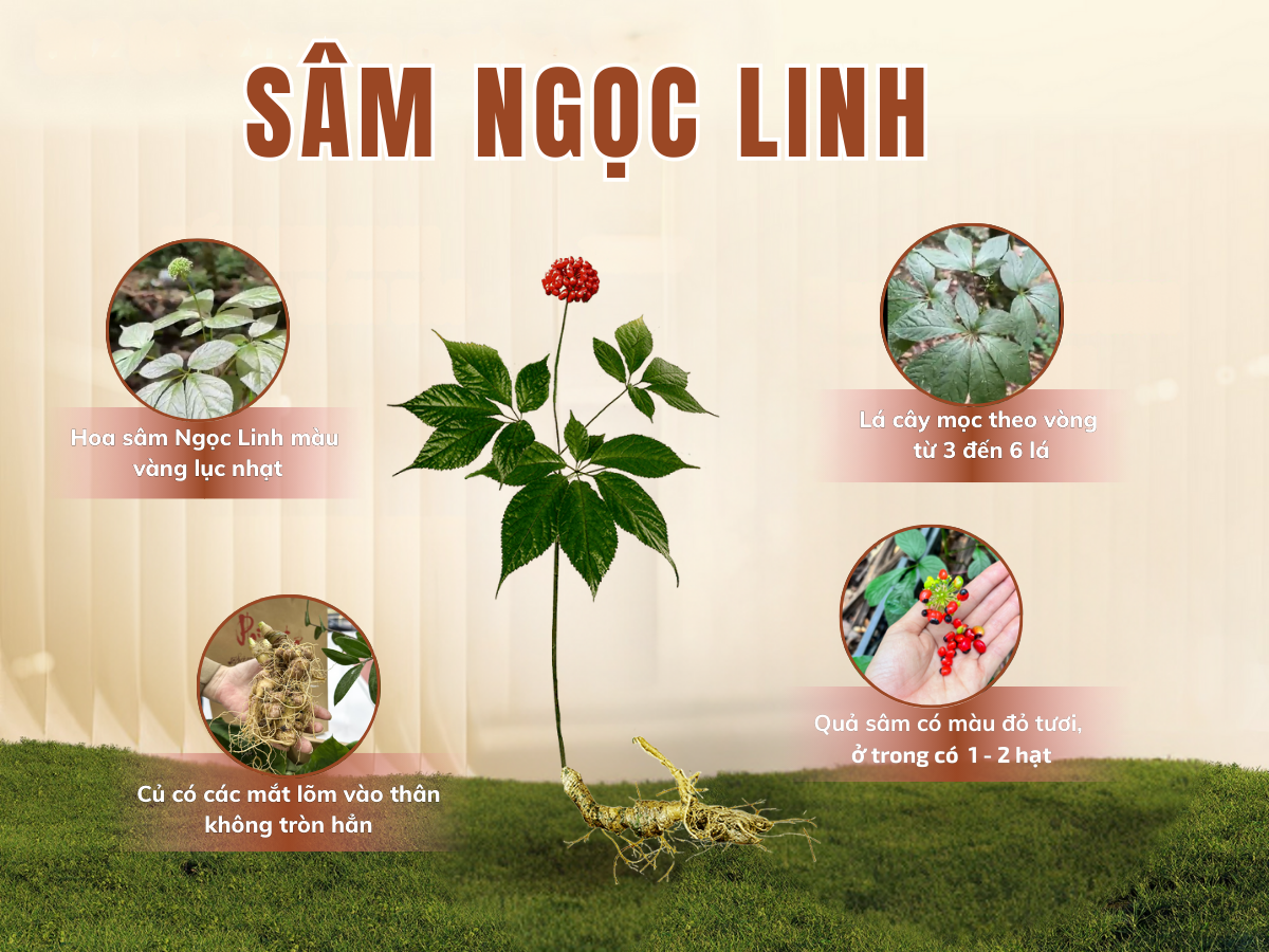 sâm ngọc linh là gì sâm ngọc linh TRIMICO